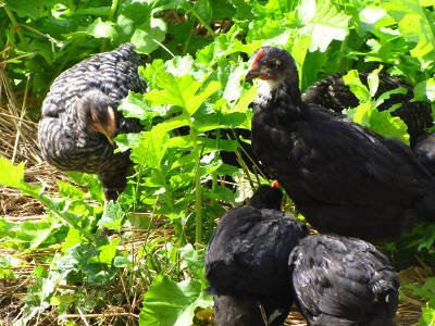 Chickens eating oilseed radishes