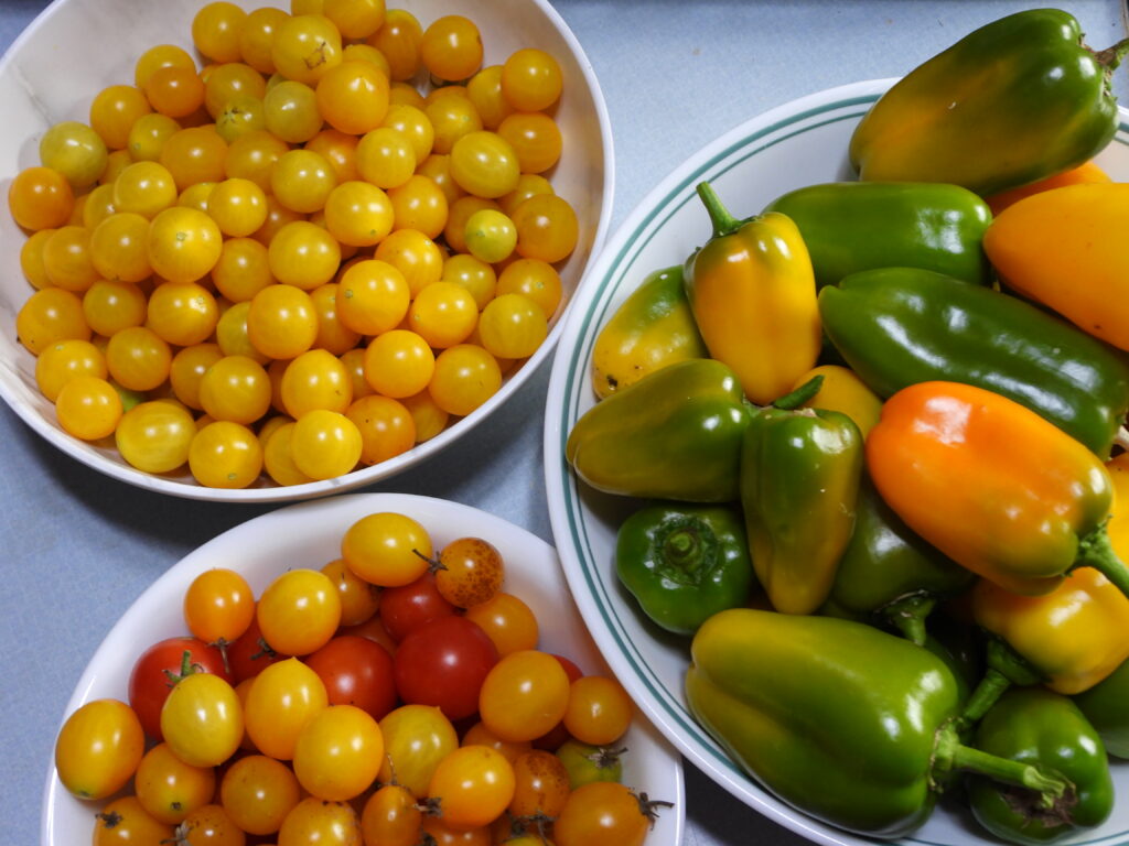 Last harvest before frost