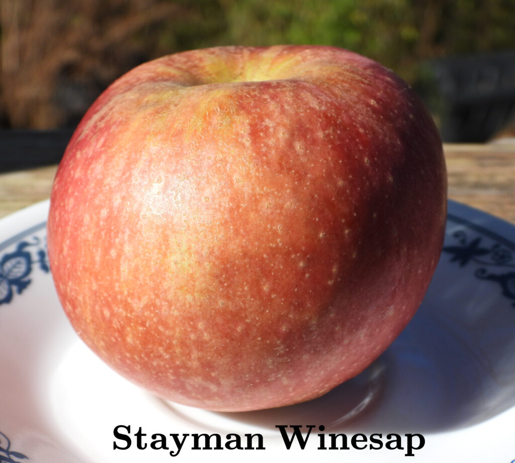 Stayman Winesap Apple