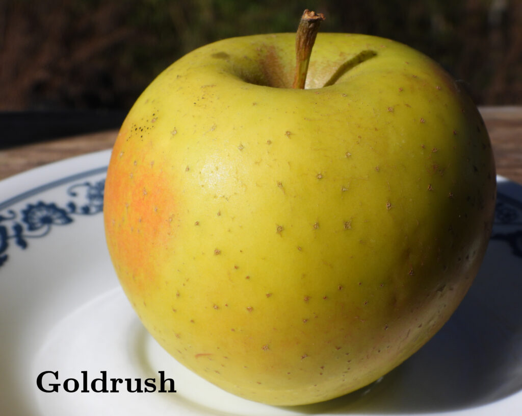 Goldrush Apple