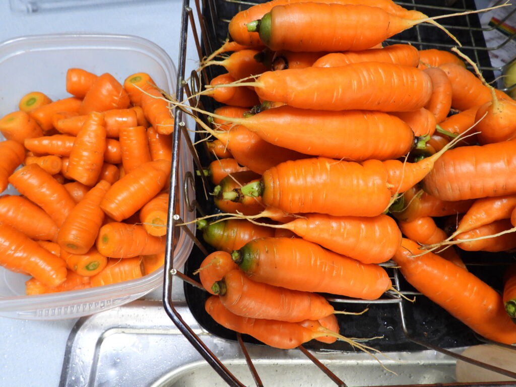 Carrot harvest