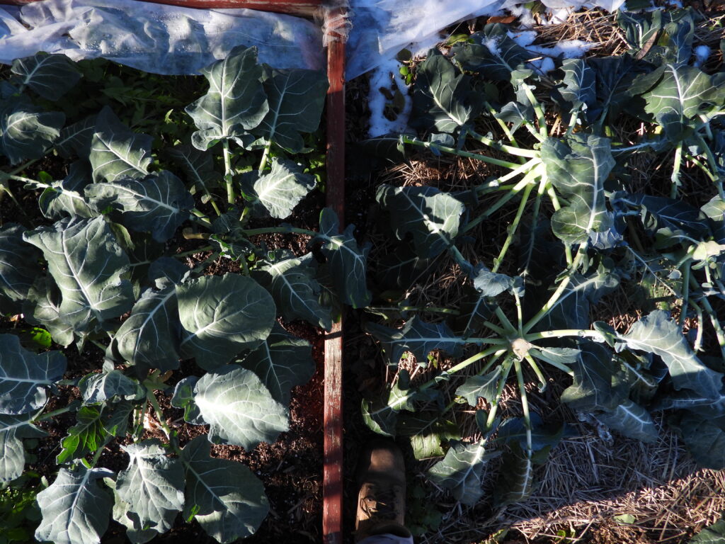 Broccoli after a hard freeze