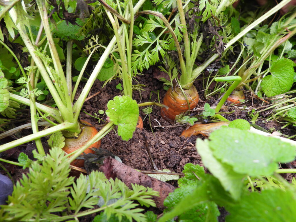 Winter carrots