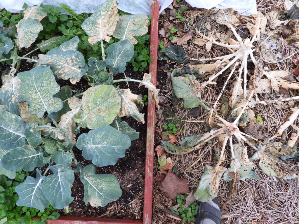 Caterpillar tunnel protection vs. unprotected broccoli