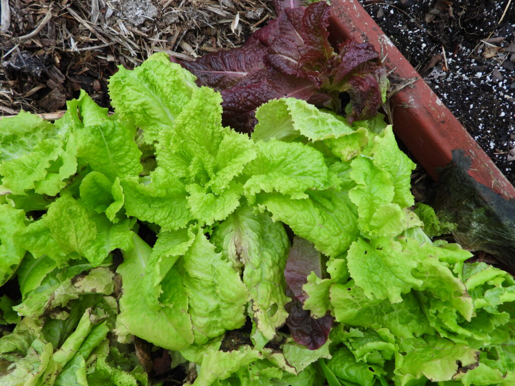 Winter lettuce