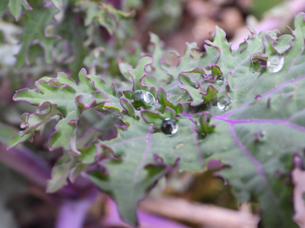 Dewy kale