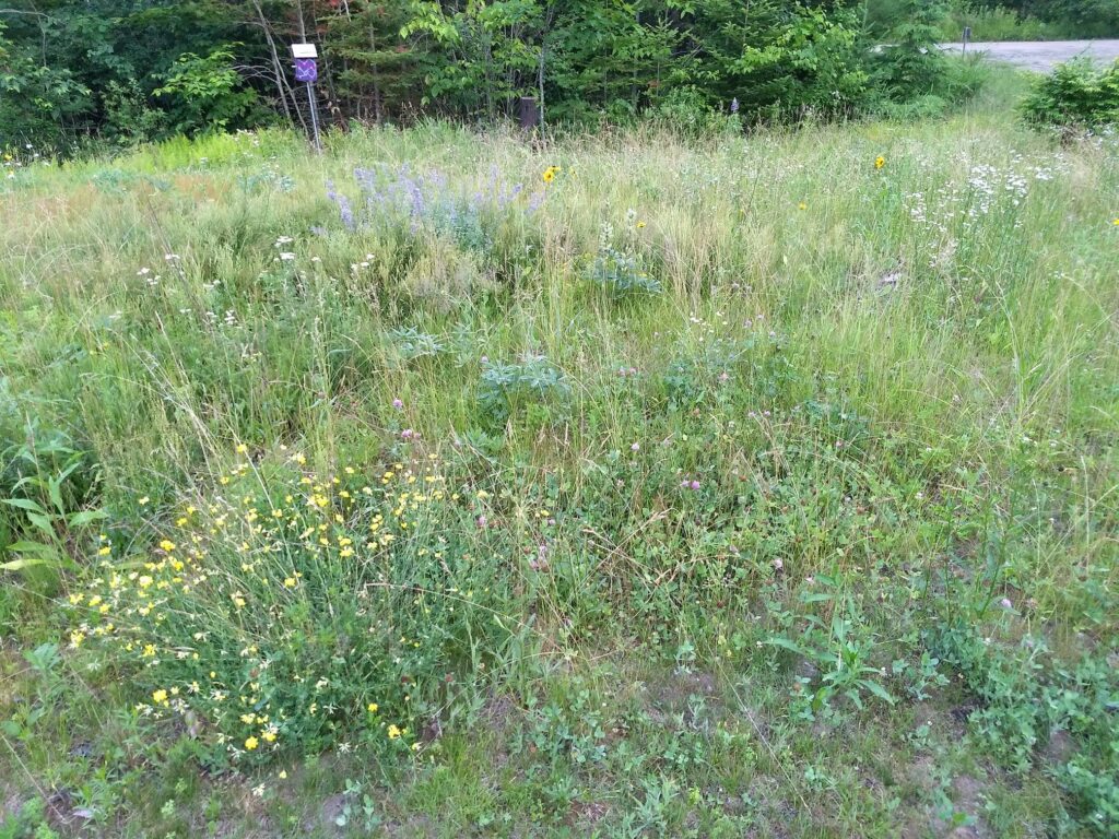 First step turning a septic field into a wildflower meadow