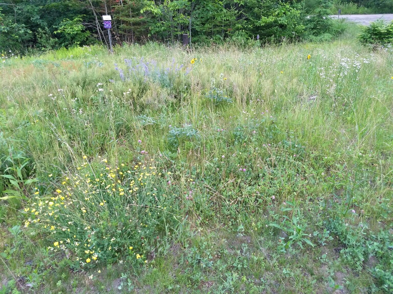 Turning a septic field into a wildflower meadow WetKnee Books