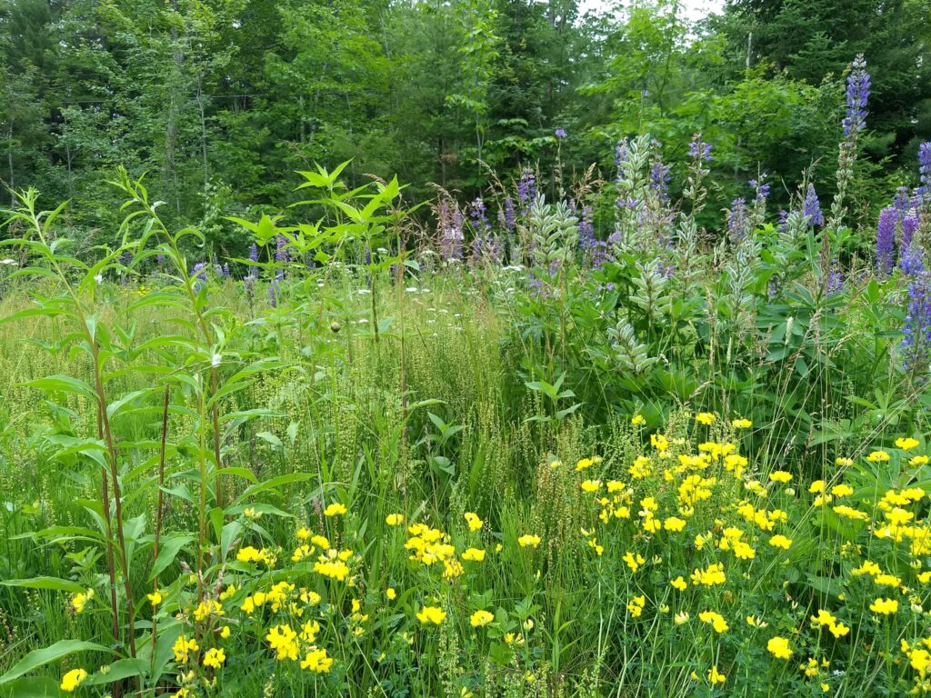 Two year old septic field meadow