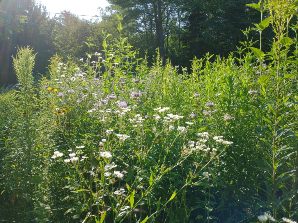 Four year old septic field meadow