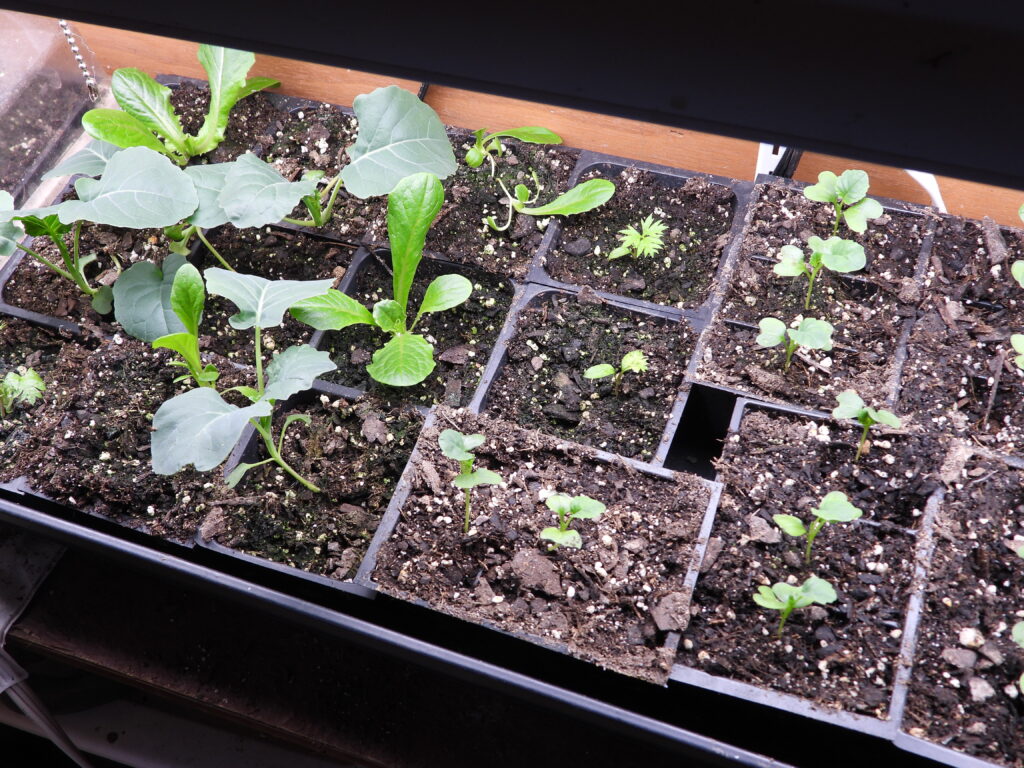 Starting vegetable seedlings inside