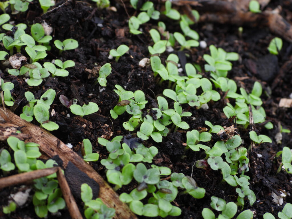 Lettuce seedlings