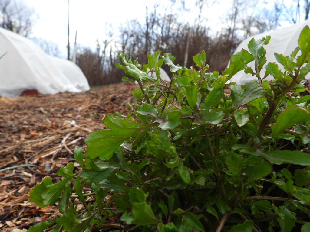 Overwintered arugula