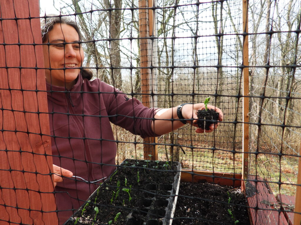 Transplanting peas into a porch planter box