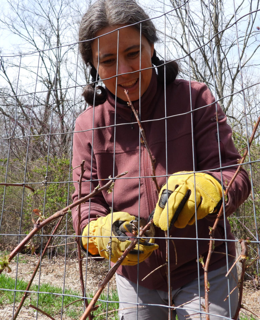 Pruning raspberries