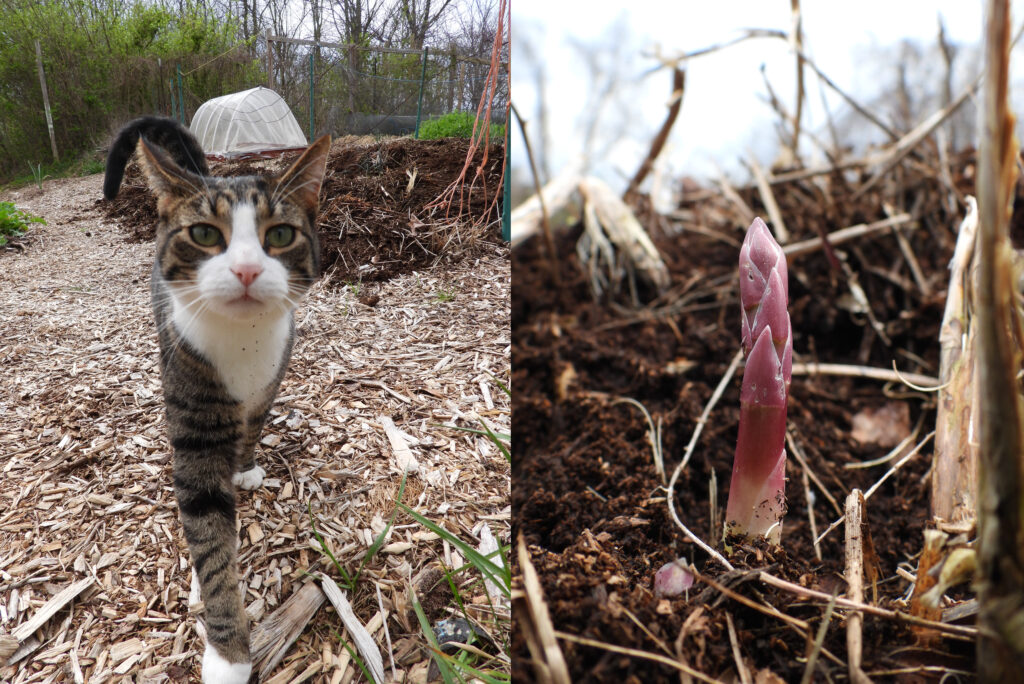 First asparagus and garden cat