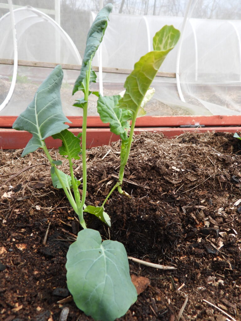 Broccoli seedlings