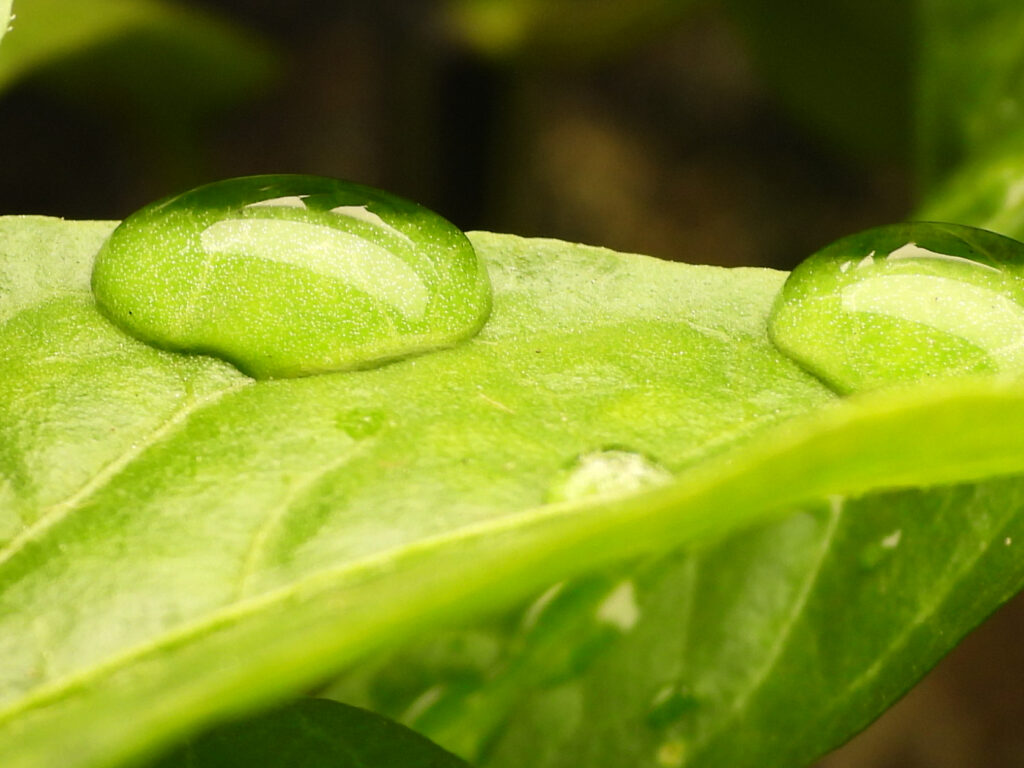 Water droplets on a pepper leaf