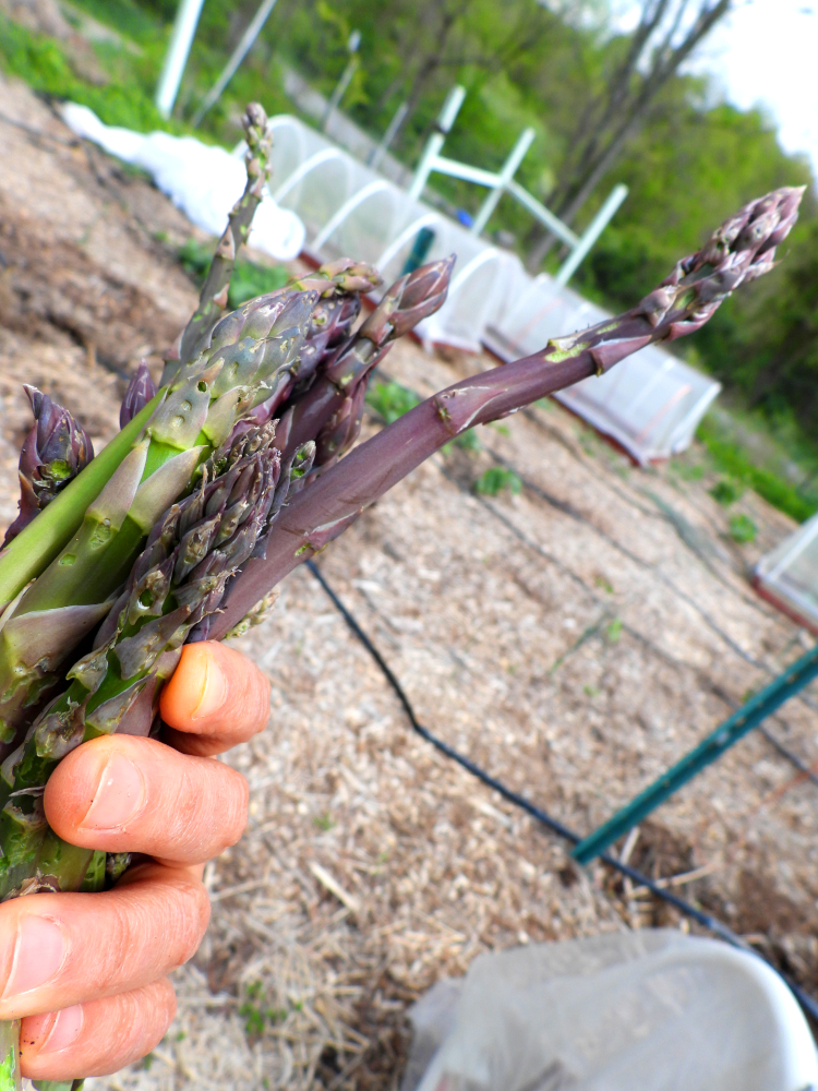 Handful of asparagus