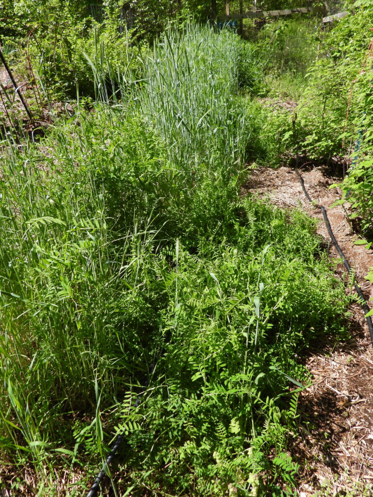 Vetch and rye cover crop coplanting experiment