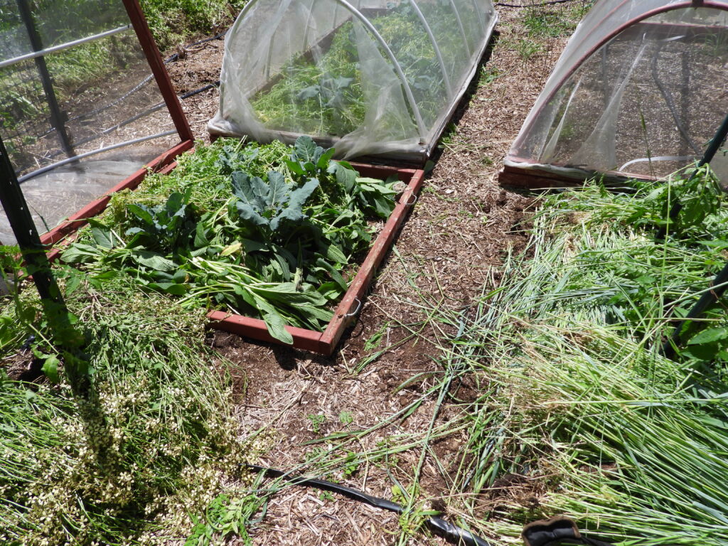 Homegrown garden mulch