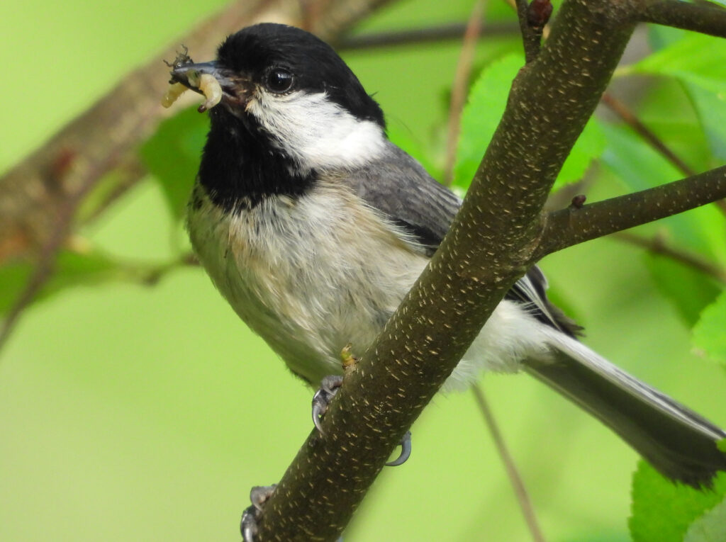 Chickadee with insects