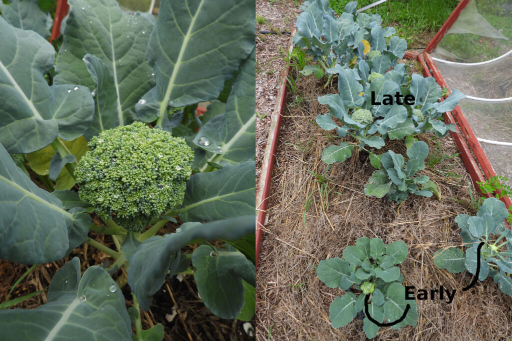 Planting spring broccoli early vs. late