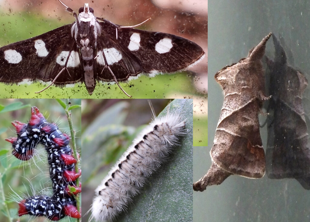 Moth diversity