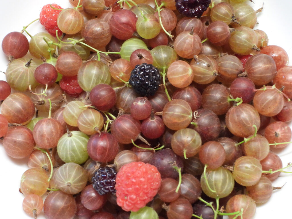 Bowl of gooseberries