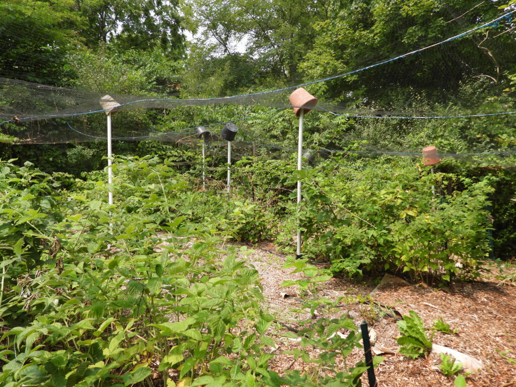 Berry enclosure