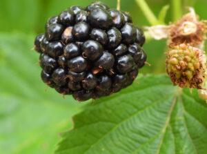 Blackberry