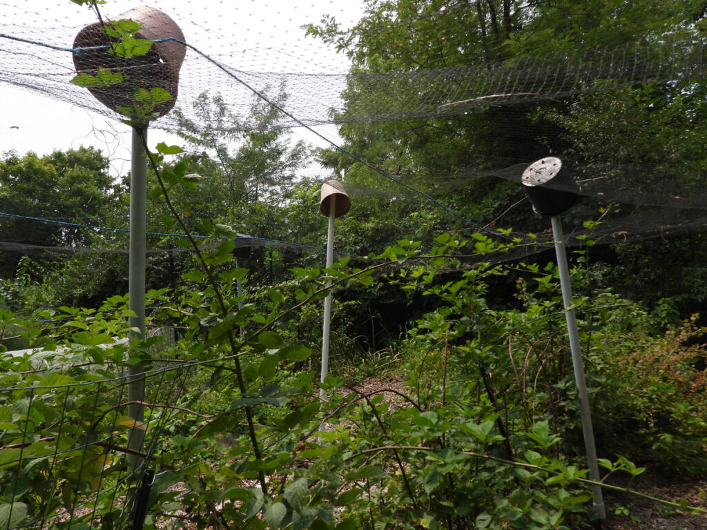 Propping up anti-bird netting