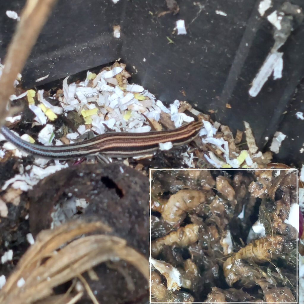 Black soldier fly larvae in a compost bin