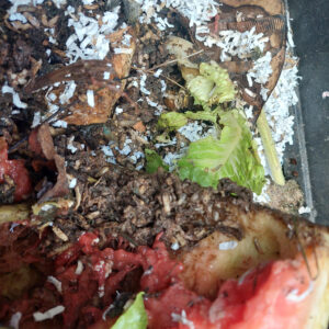 Maggots in a compost bin