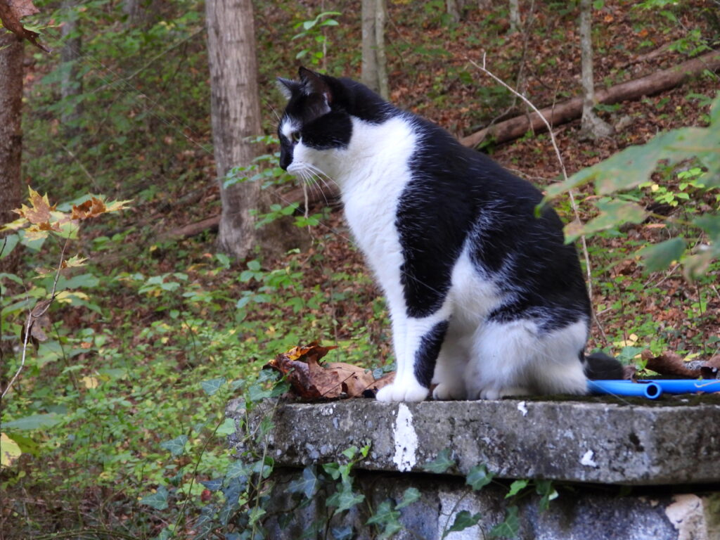 Cat on a spring box