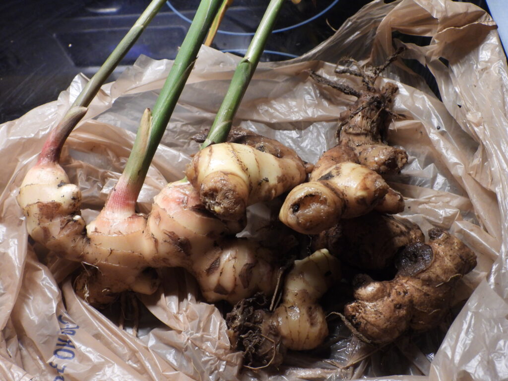 Newly harvested ginger roots