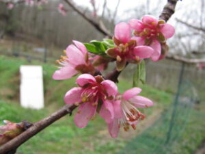 Peach flower