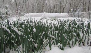 Snowy garden