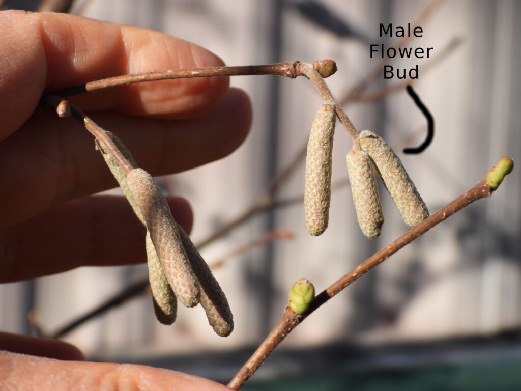 Male flower buds on hybrid hazel bushes