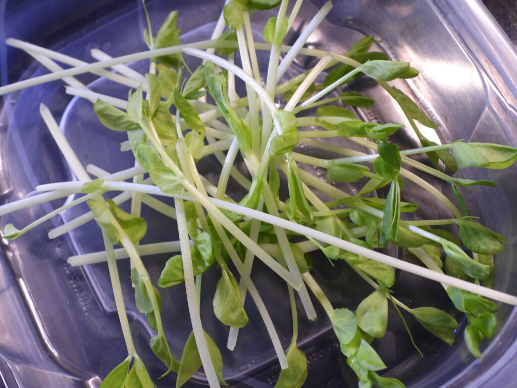 Harvesting pea sprouts