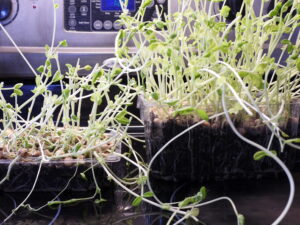 Growing pea sprouts indoors