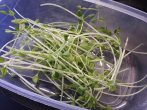 Homegrown pea sprouts