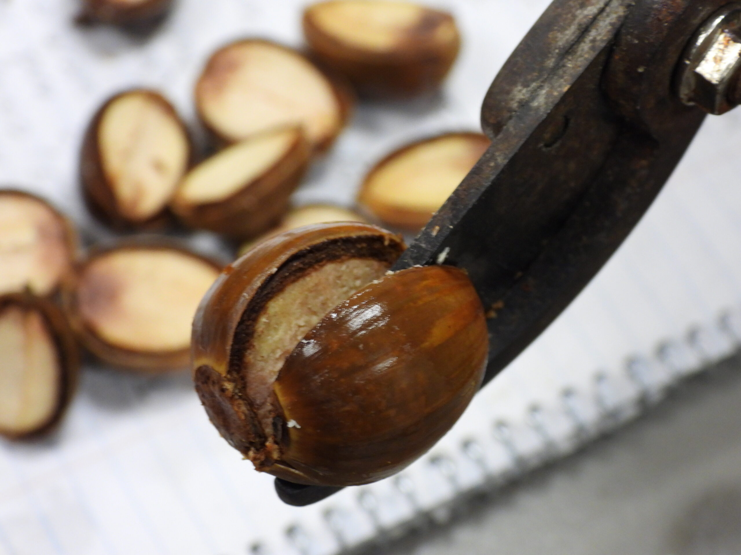 Cut acorns in half lengthwise using pruning sheers.