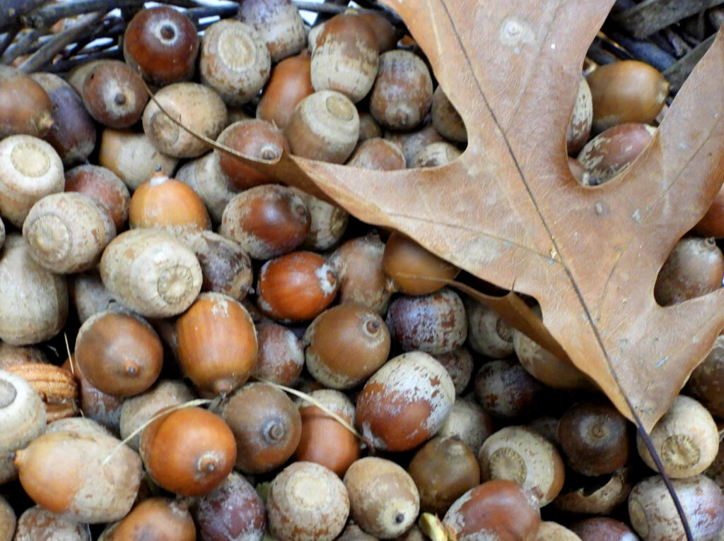 Acorns