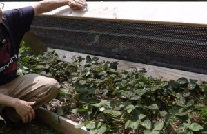 Critter-Proof Strawberry Bed