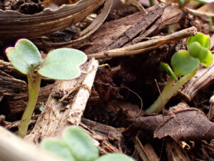 Kale seedlings thriving on winter sowing