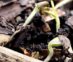 Winter sown lettuce seedlings